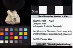 Foto (Objket + Etiketten) von Decapoda indet. 